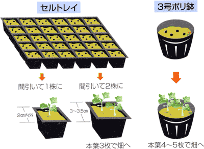 0408ハクサイの苗作りと畑の準備 Ja西春日井